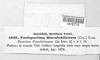 Fusisporium biasolettianum image